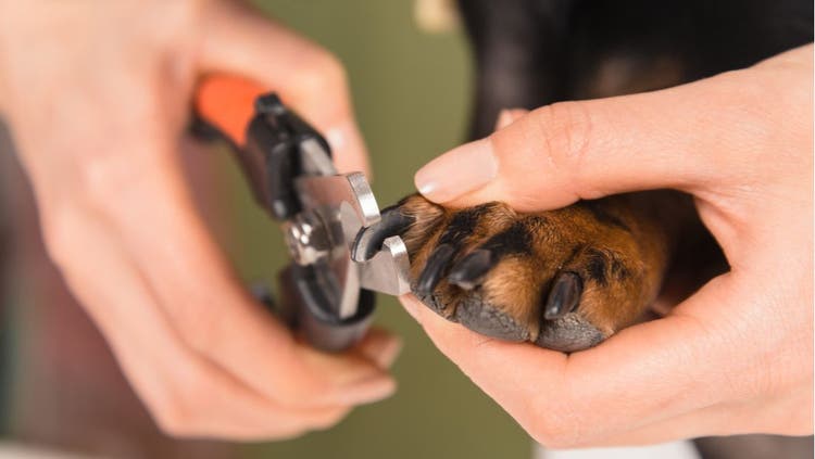 Dog get its nails clipped.