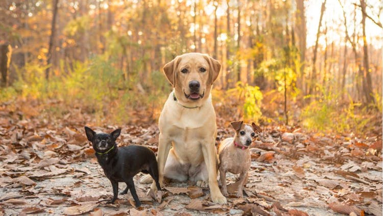 Pet Insurance for Multiple Dogs