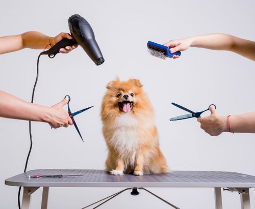 Grooming your shop dog