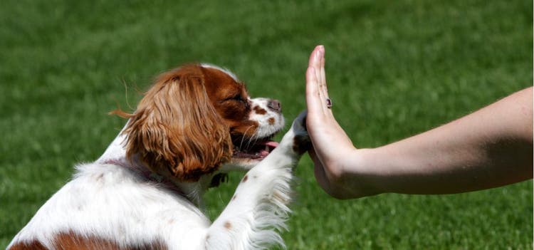 A pet lover high-fives their beloved spaniel.