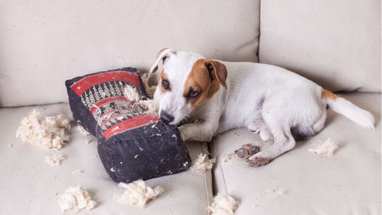 A dog chews up a cushion a white couch.