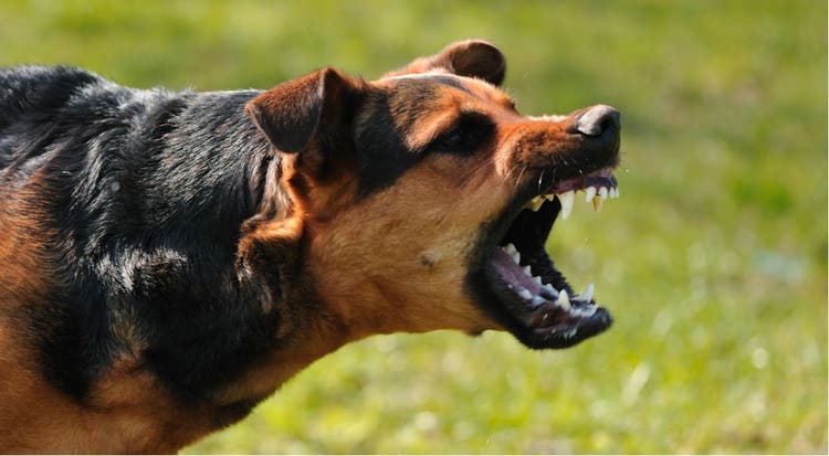 An aggressive dog barks at a potential threat.