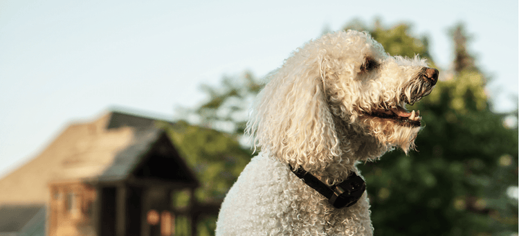 A white dog wearing a bark collar, which isn't an appropriate method to combat excessive barking.