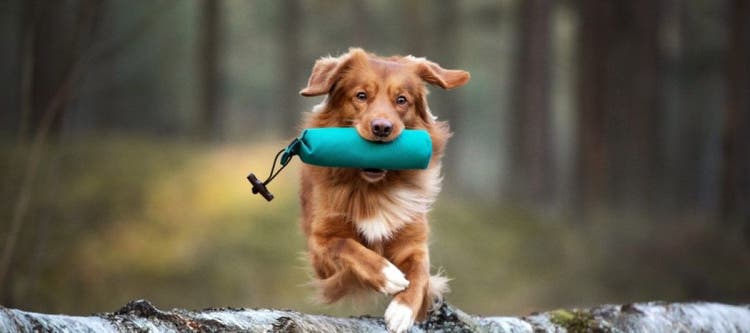 A dog jumps a log with a toy in its mouth.