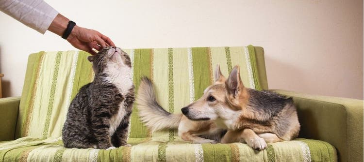 A dog gets jealous as their owner pets a cat.