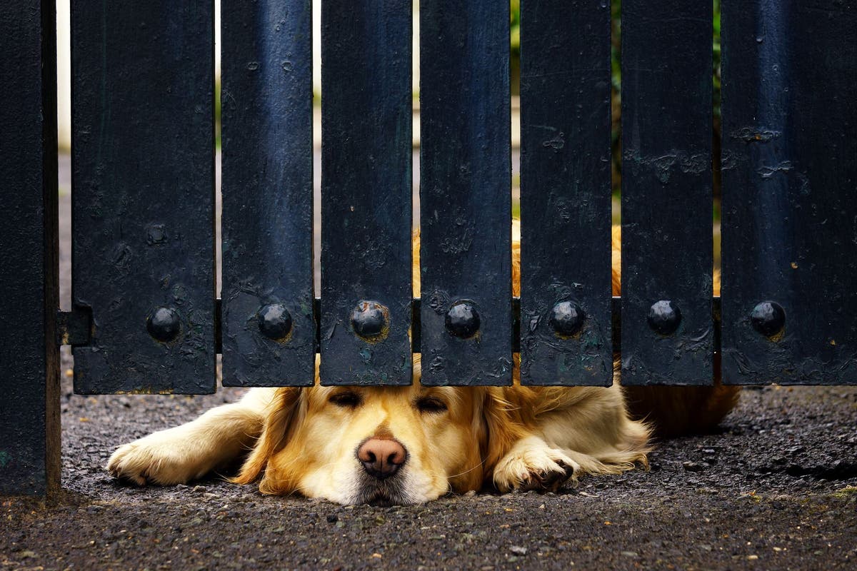 How to Stop a Dog from Digging Under a Fence PetPlace