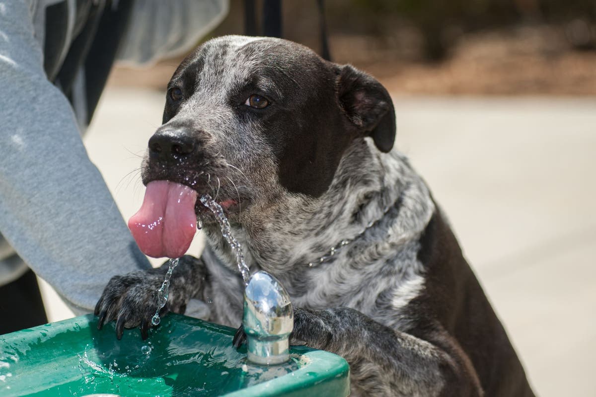 Water Intoxication in Dogs: Can Dogs Drink Too Much Water?