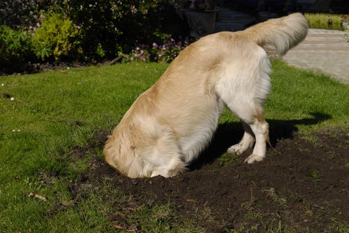 Stopping dogs hot sale from digging