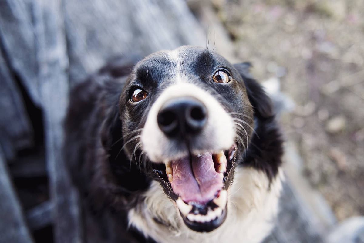 Dog will sales not stop scratching