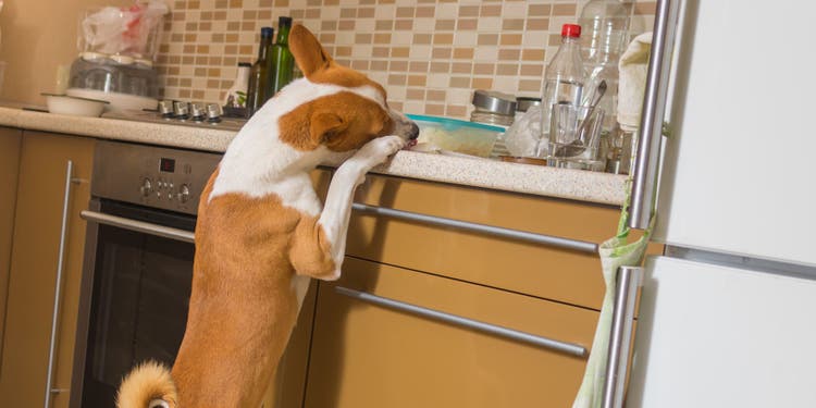A dog pokes its snout into a crowded sink.