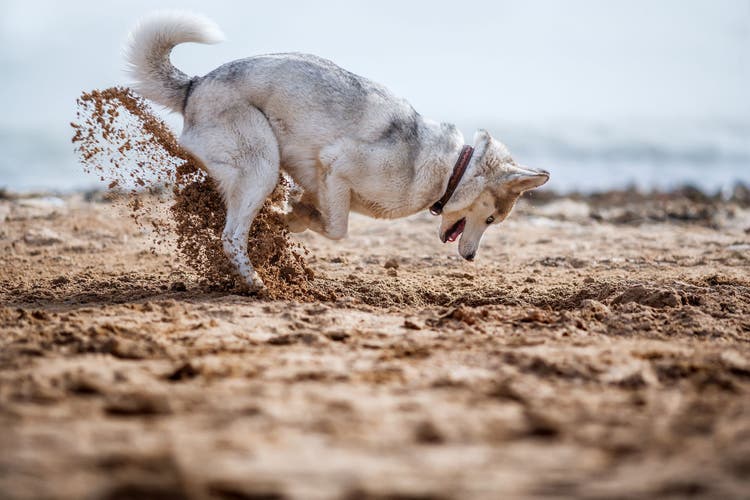 A husky digs a hole in the sand.