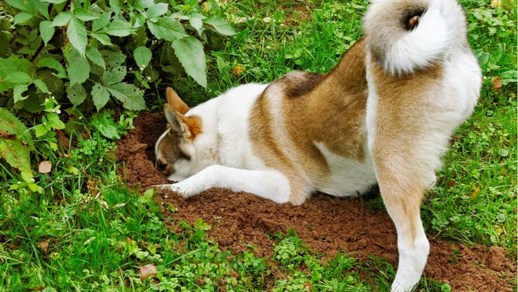 A dog buries its head in a hole.