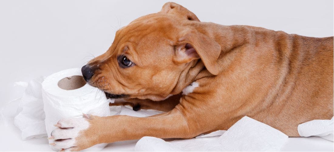 Paper training a store puppy