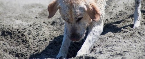 Dealing with digging dogs