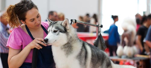 Dogs and cats dressed up for the AKC fashion show