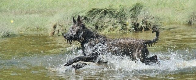 Lure Coursing 101: Get to Know the Action-Packed Dog Sport