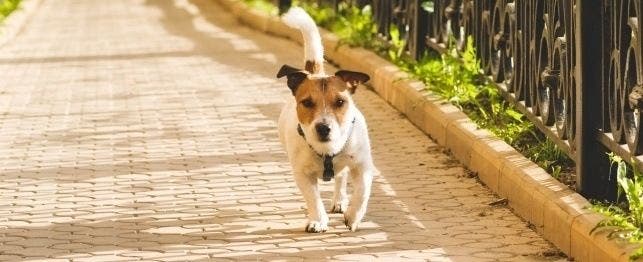 Are dogs allowed in Marshall's? - Sidewalk Dog