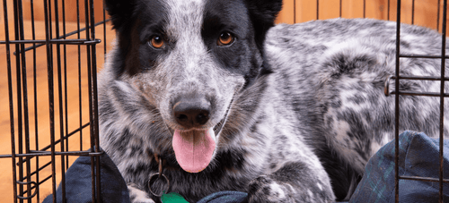 Crate training senior outlet dog