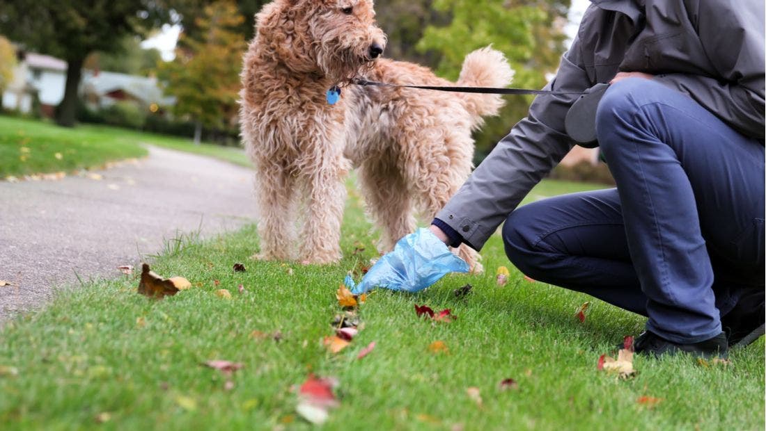 Train dog to poop best sale in one spot outside