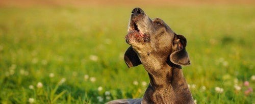 How to Stop a Dog From Barking When People Stand Up: Dog Gone Problems