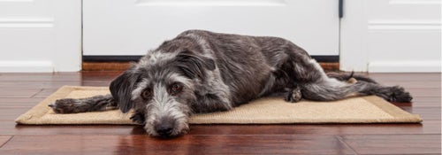 Dog separation anxiety: What to know and how to help fix it