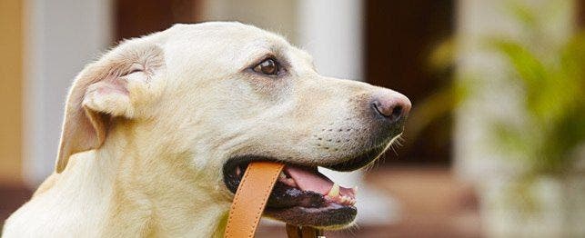 https://www.petplace.com/article/dogs/pet-behavior-training/media_154e113867f49e36b7fd6cbff2ae3aec6584f7a1e.jpeg?width=1200&format=pjpg&optimize=medium