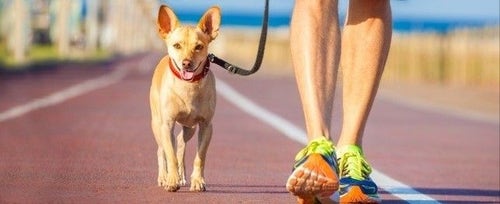 How to teach outlet a puppy to walk