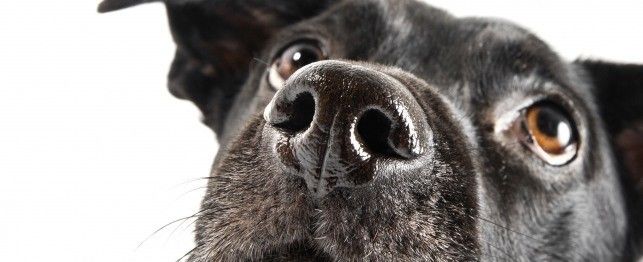 12 General Rules For Training Dogs | PetPlace.com