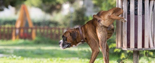 Female dog marking on 2024 walks