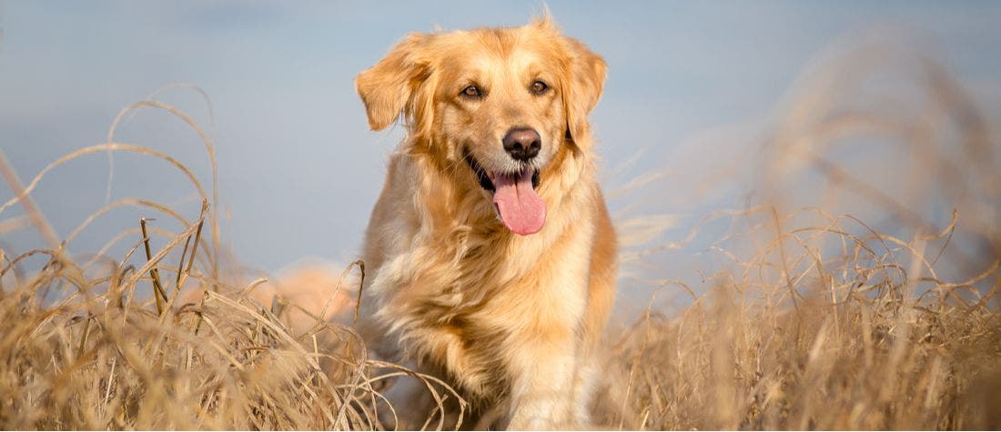 Sexual Behavior in Dogs PetPlace