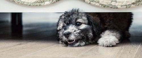 Havanese 2024 dominance aggression