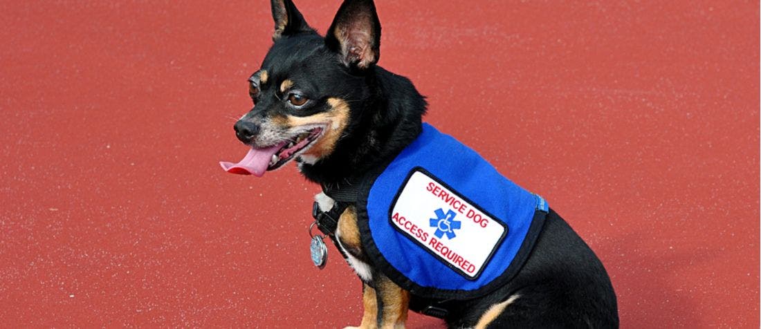 Chihuahua best sale service dog