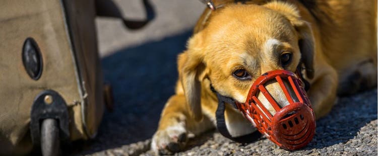 Dog in red muzzle.