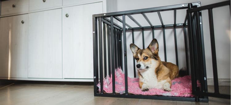 A Corgi puppy gets crate trained.