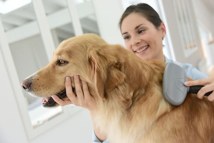 grooming your dog at home
