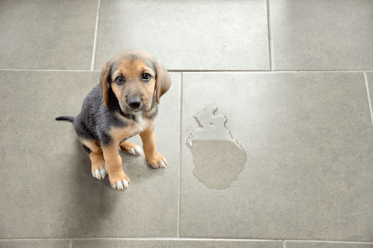 A sheepish puppy sits next to a urine stain on a tiled floor.