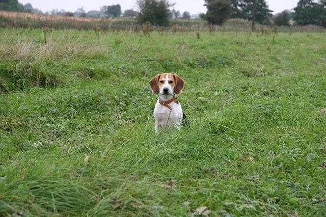 Beagle puppy hot sale care