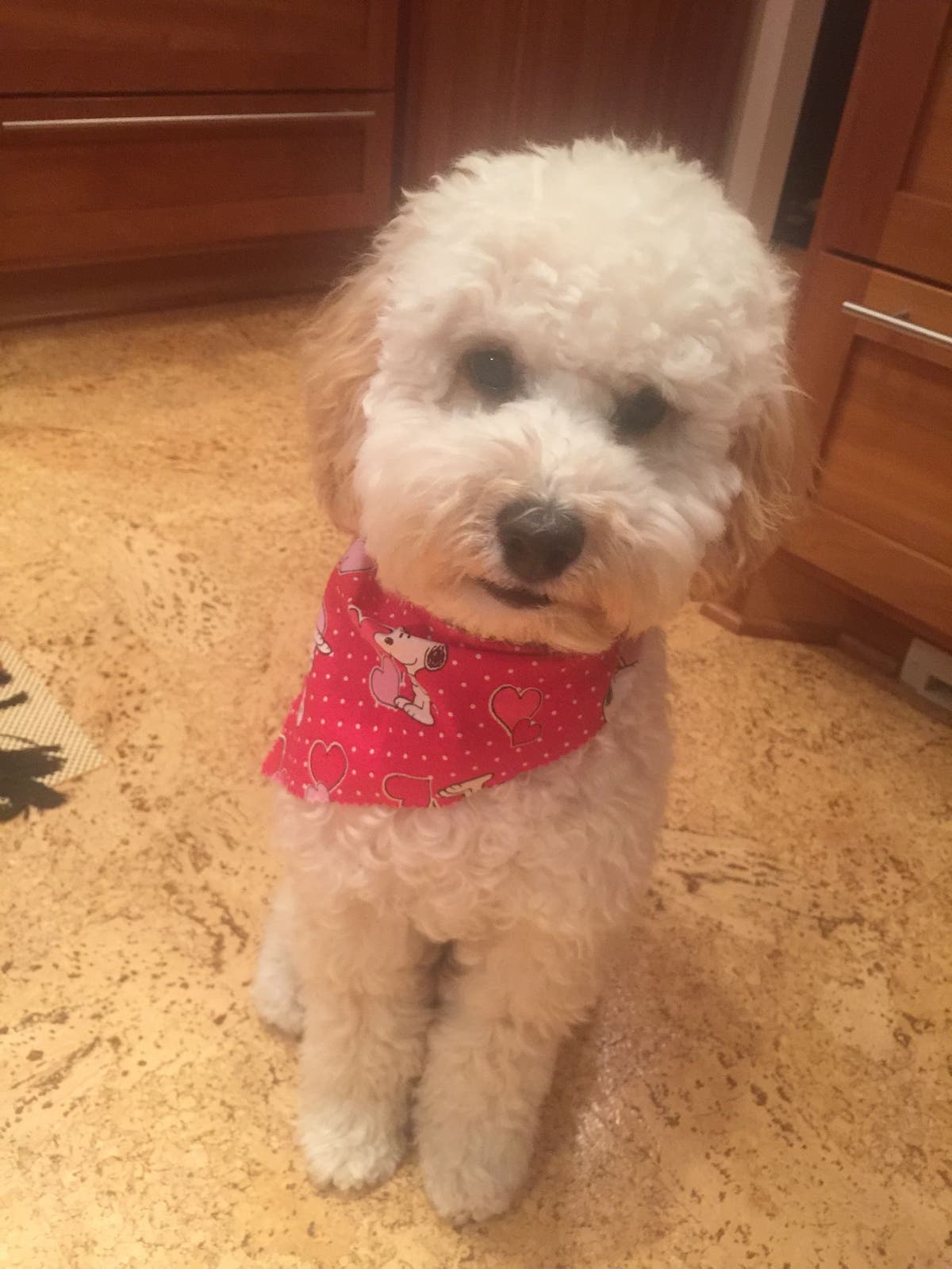 when should i spay my toy poodle