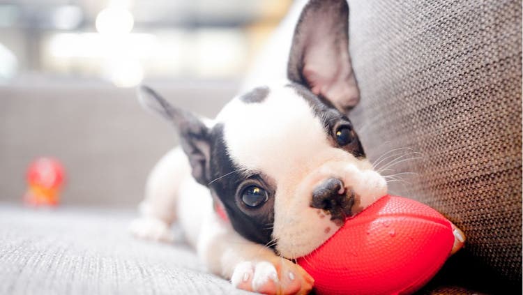 A cute dog bites a rubber football.