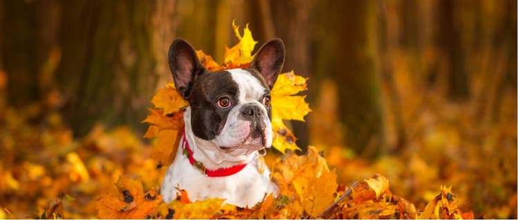 A French Bulldog plays in the fall leaves.