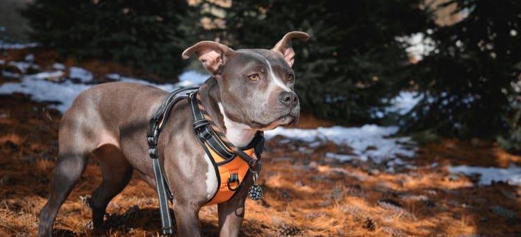 A dog harness is a great way to train your pet.
