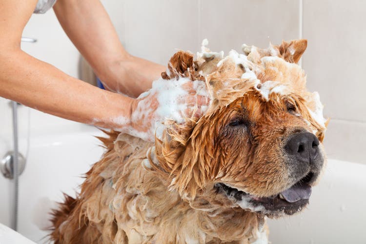 Someone scrubs their soapy dog.