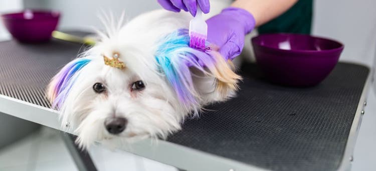 Should you dye your dog's hair?