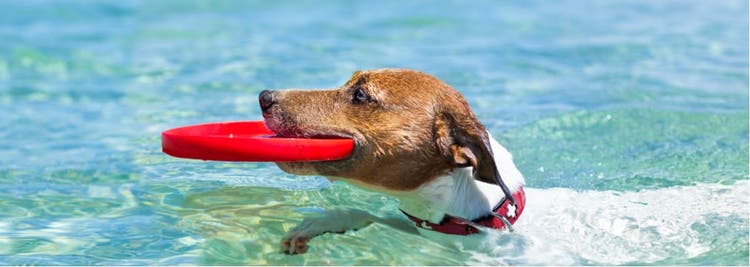 Looking for a great name for a water-loving dog?