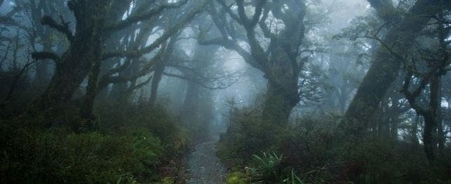 A misty path that looks like something out of Tolkein.