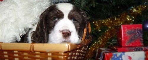 Giving a Puppy as a Gift: What you need to know about Christmas