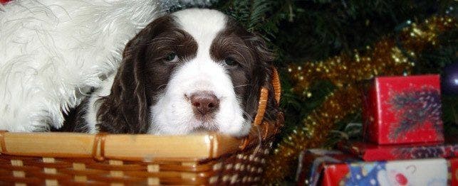 Giving a Puppy as a Gift: the Right Way to Do Christmas Puppies