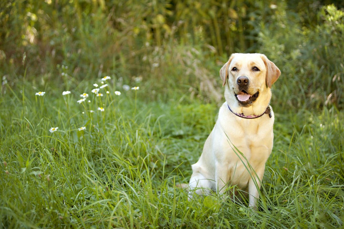  Best Labrador Brother Ever - Cute Yellow Lab Zip