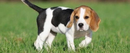 Cool best sale beagle names