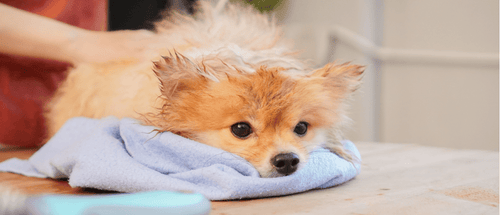 Is human dry shampoo safe shop for dogs